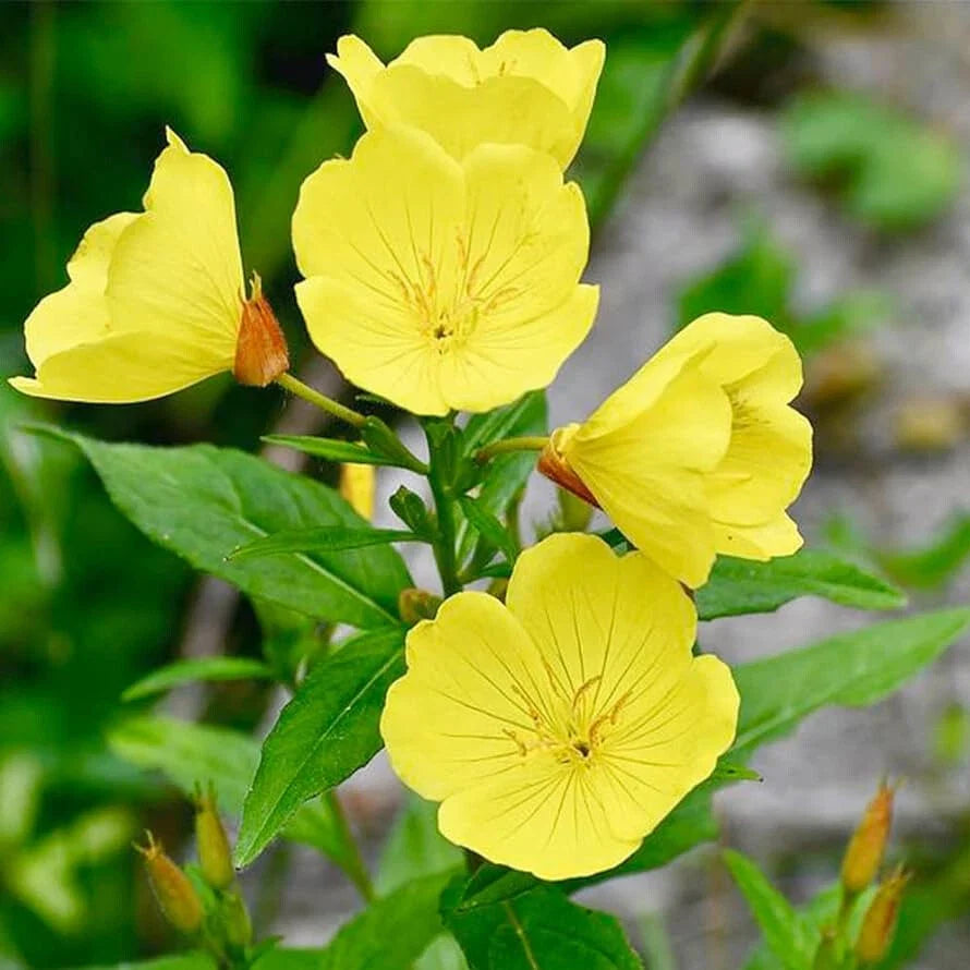 Yellow Evening Primrose Seeds | Non-GMO Oenothera biennis Flower Seeds for Garden Planting