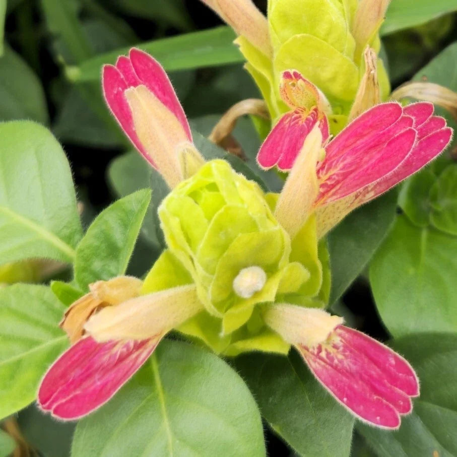 Fruit Cocktail Shrimp Plant 4-6" Tall, No Pot, Justicia brandegeeana, Tropical Flowering, Pink Yellow Bracts, Ornamental Garden