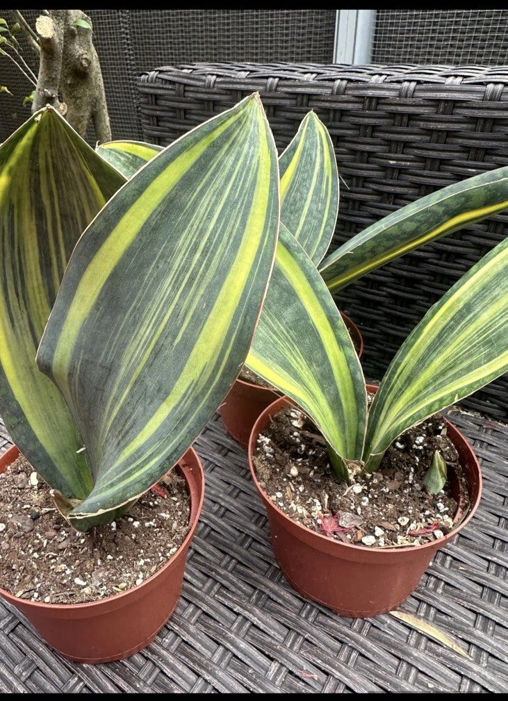 Sansevieria Masoniana Variegated Whale Fin Plant in 6" Pot – Unique Snake Plant, Indoor Houseplant, Air-Purifying, Low Light