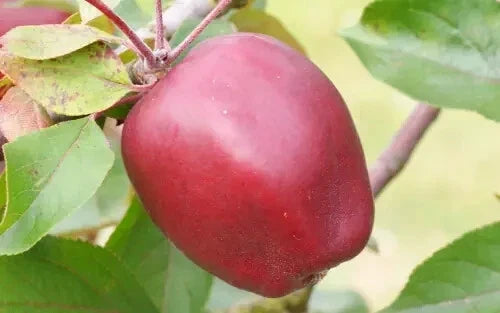 Niedzwetzkyana Crabapple Seeds - 25+ Pack for Garden Planting - Malus niedzwetzkyana, Ornamental Fruit & Pink Flowers