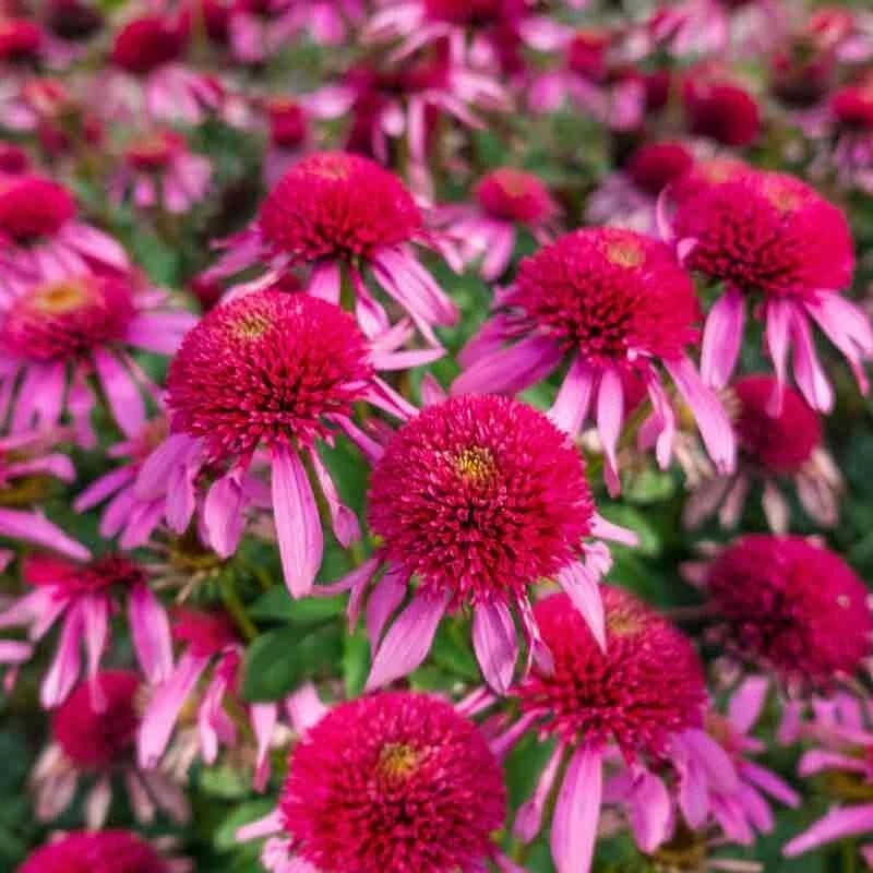 50 Bubble Gum Coneflower Seeds - Echinacea purpurea Perennial Flower Seeds for Garden, Butterfly & Bee Attractant
