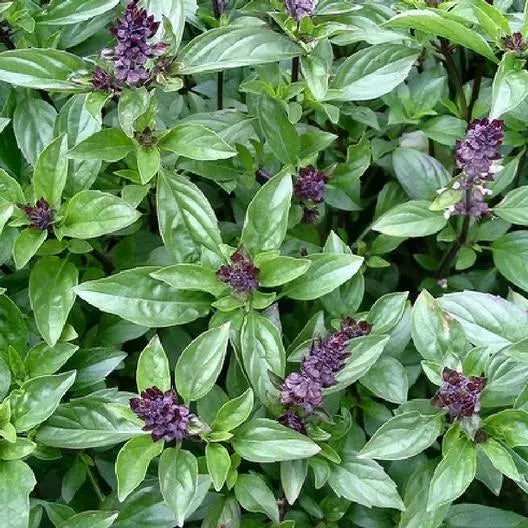 Cinnamon Basil Seeds - 500 Non-GMO Herb for Cooking, Teas & Potpourri - Ocimum basilicum 'Cinnamon'