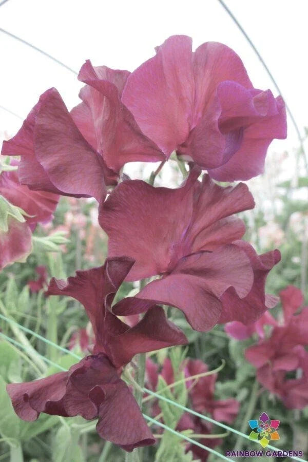 Edd Fincham Sweet Pea Seeds – Climbing Flowering Plant, Fragrant, Lathyrus odoratus, 50 Pack