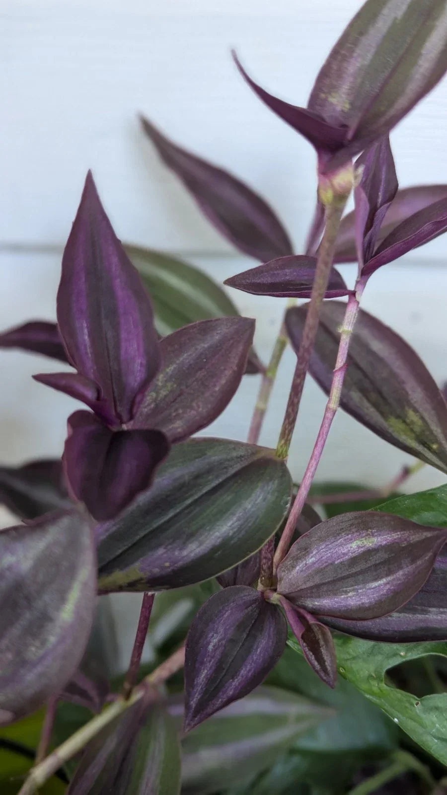 Rare Tradescantia Burgundy Cuttings - 8 Healthy 3-4 Inch Stem Cuttings for Indoor Propagation