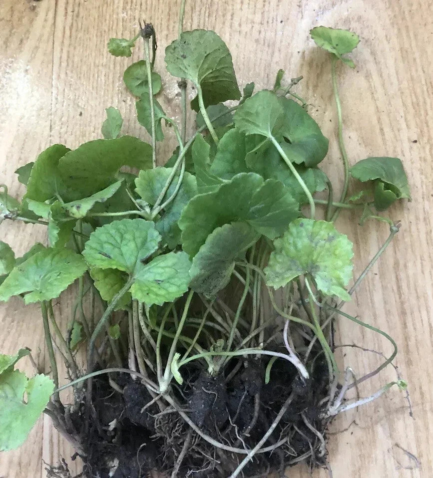 Pennywort Gotu Kola Live Plant Bare Root – 10 Pieces, Ground Cover, Centella asiatica, Indoor & Outdoor Gardening
