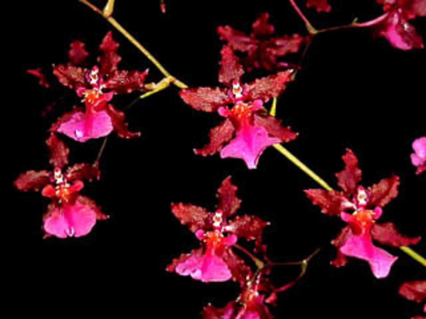 Oncidium Sharry Baby 'Red Fantasy' Orchid Plant 2.5" Pot, Fragrant Red and White Blooms, Indoor Orchid, Moderate Care