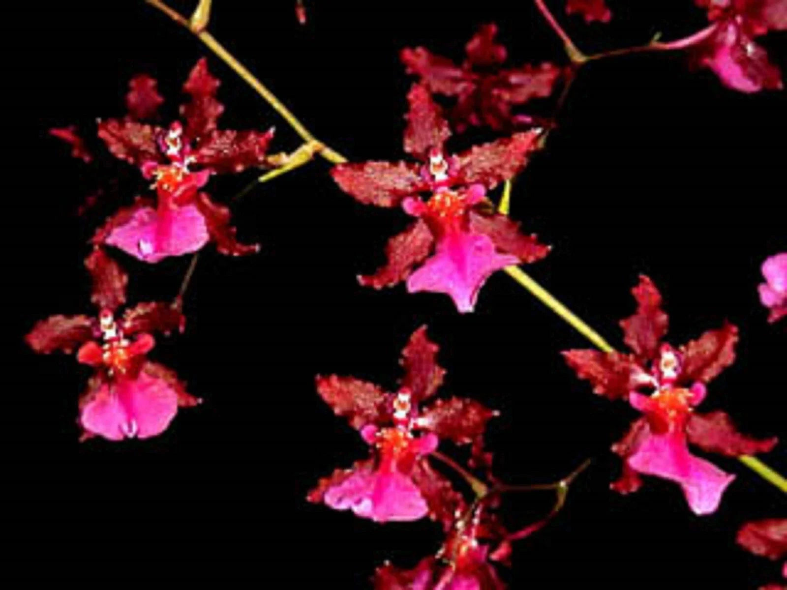 Oncidium Sharry Baby 'Red Fantasy' Orchid Plant 2.5" Pot, Fragrant Red and White Blooms, Indoor Orchid, Moderate Care