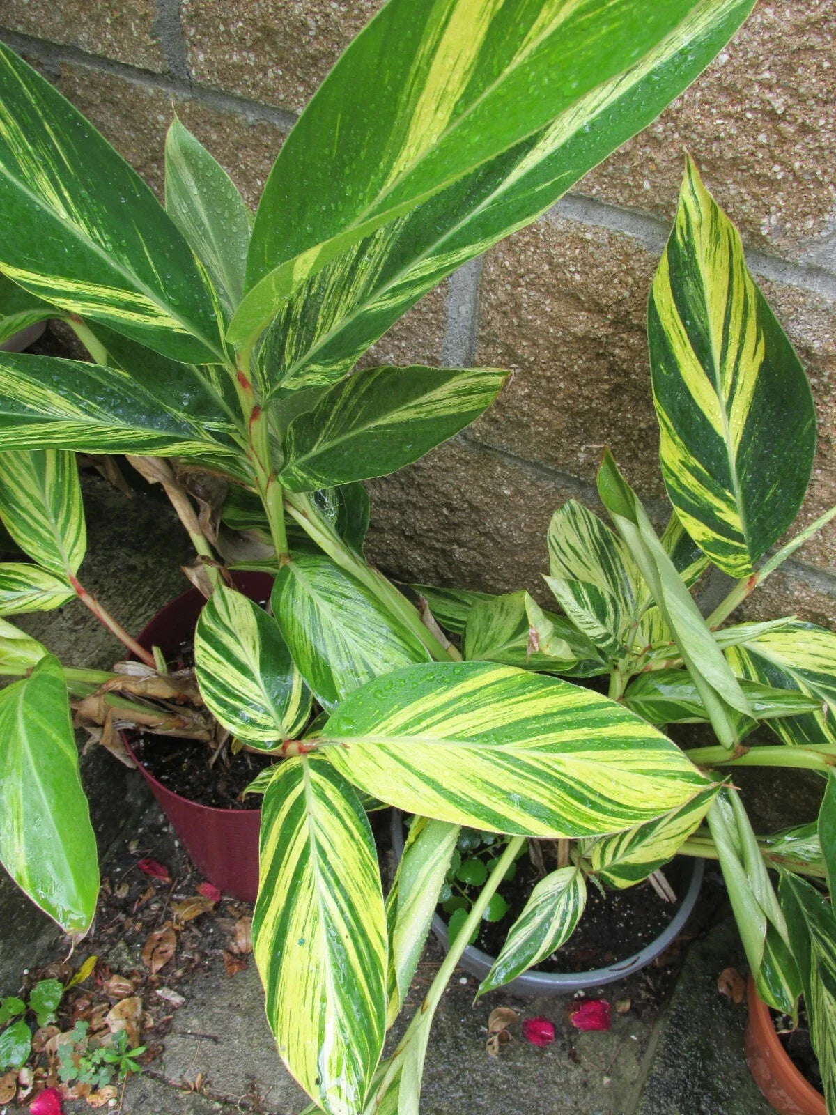 Variegated Ginger Rooted Cutting - Alpinia zerumbet - Tropical Houseplant with Striking Foliage