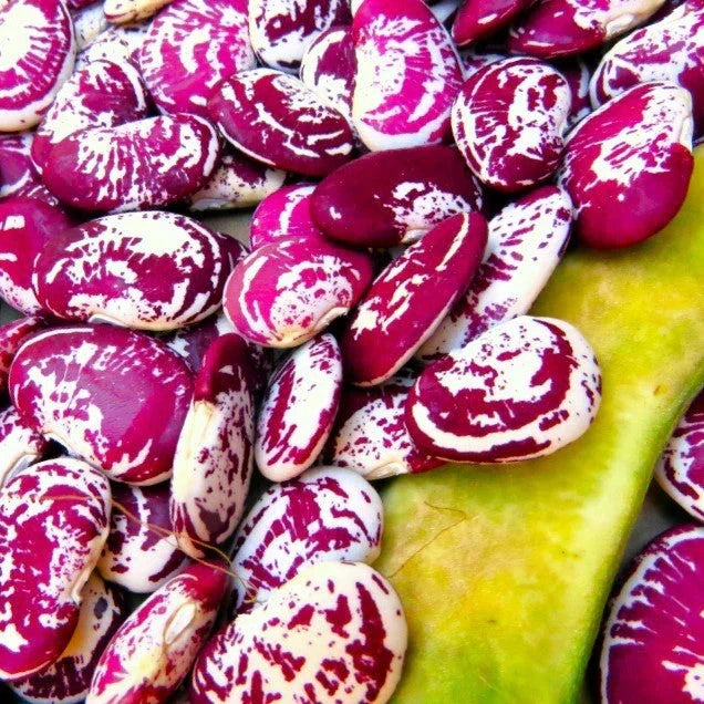 Christmas Lima Bean Seeds – Pole Variety, Red Speckled Large Pods, Phaseolus lunatus, Climbing Vine for 2025 Garden Planting