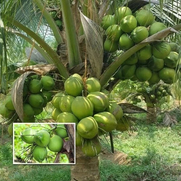 5 Sprouted Dwarf Green Malayan Coconuts – Certified Costa Rica Seeds (Cocos nucifera)