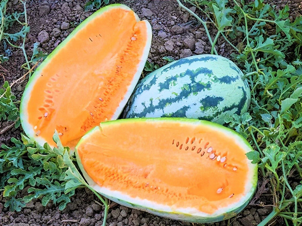 Tendersweet Orange Watermelon Seeds - Heirloom Non-GMO Organic Citrullus lanatus - 10+ Seeds