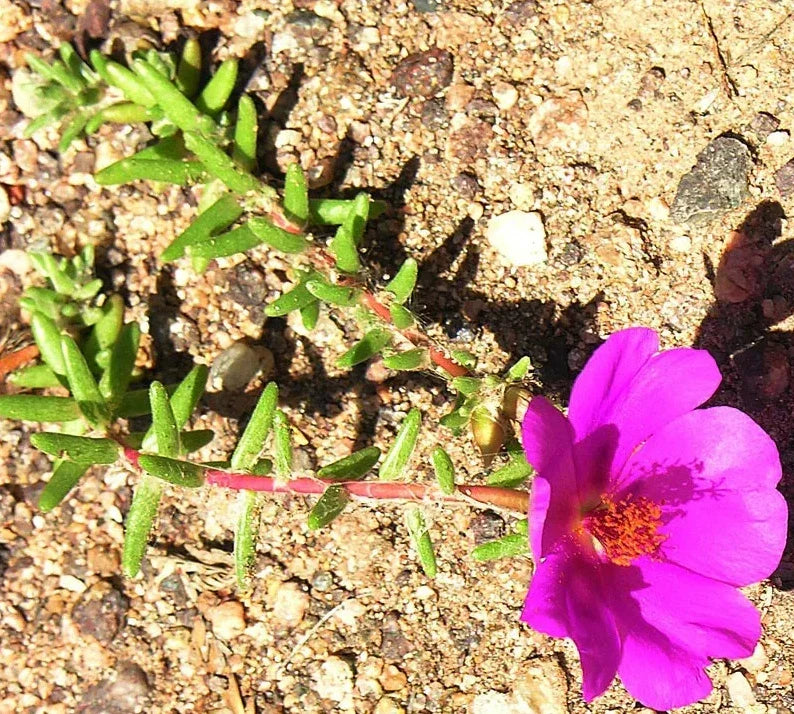 Portulaca Gilliesii 'Purple Rice' Succulent Live Plant 2 Inch - Vibrant Ornamental Ground Cover