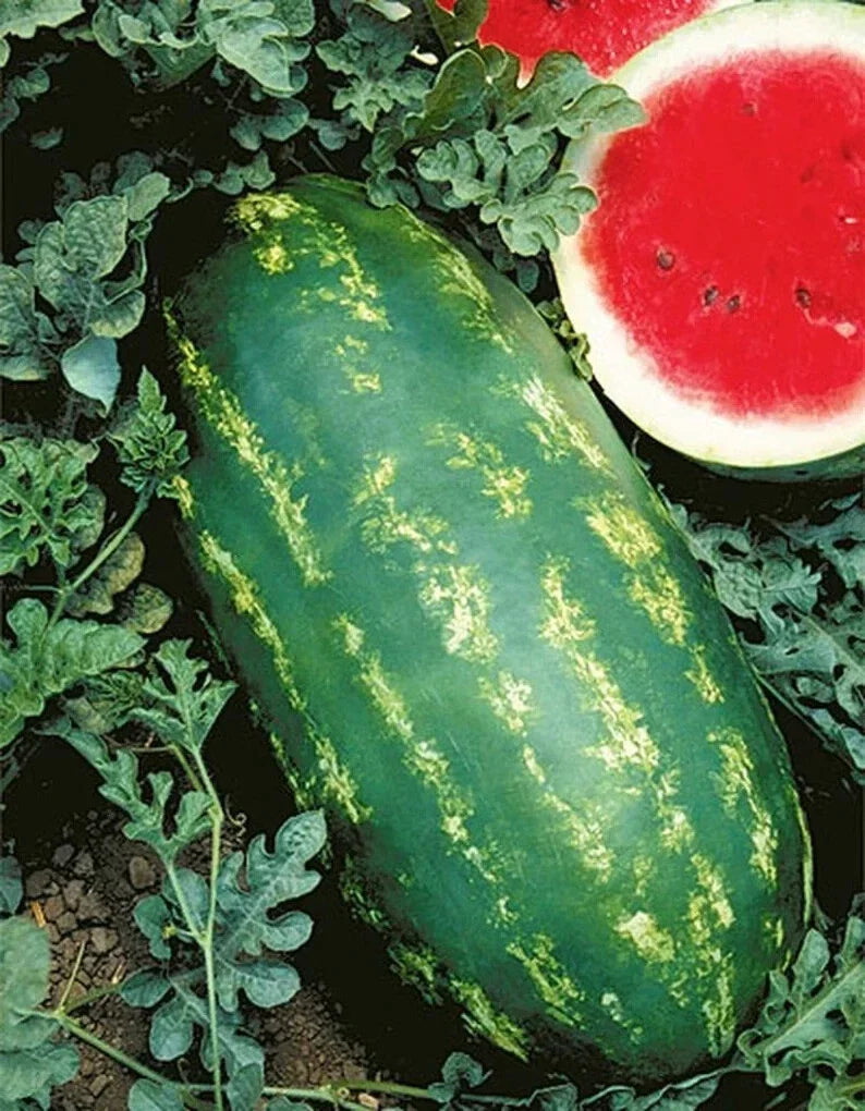Watermelon Seeds - Organic Non-GMO Heirloom Stargazer Citrullus lanatus Seed Packet