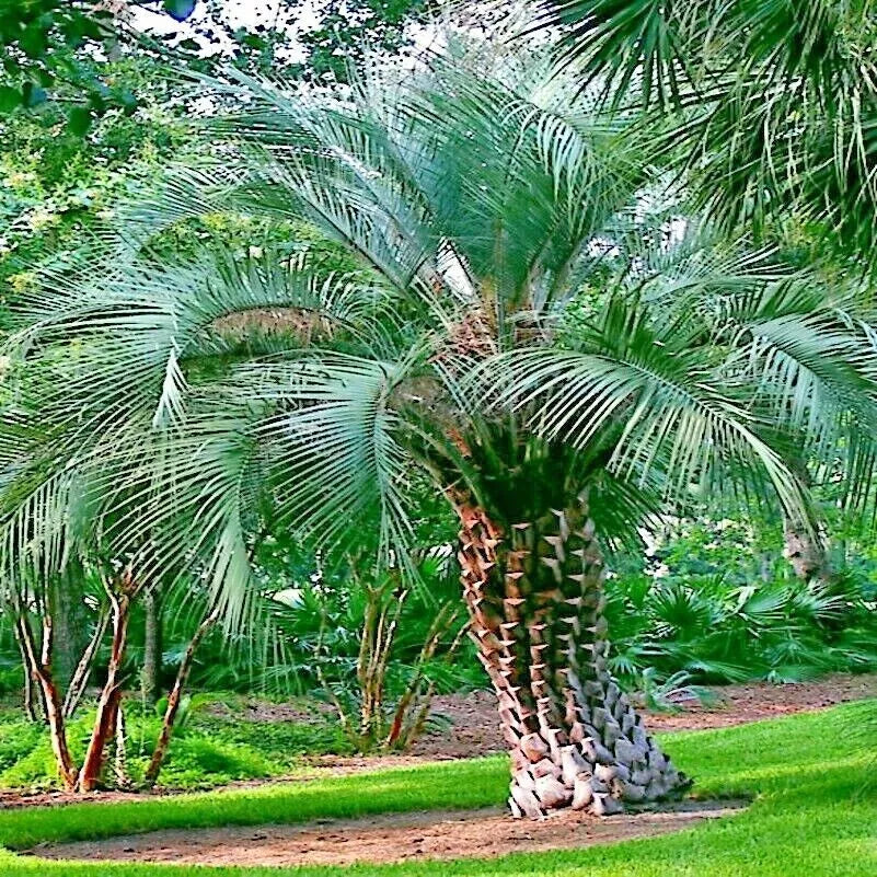 10 Jelly Pindo Palm Tree Seeds - Butia capitata - Cold Hardy Tropical Fruit Seeds