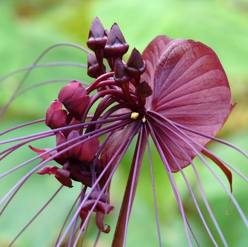 Black Bat Flower Plant Live 4-6 Inch Tacca chantrieri Exotic Black Purple Flowers No Pot