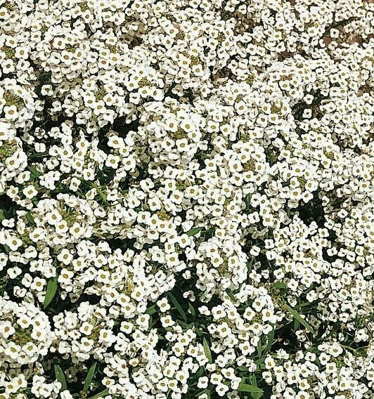 Alyssum Seeds - Carpet of Snow White Flowers, Lobularia maritima, Ground Cover, Annual for Garden, Bees, 1500+ Seeds