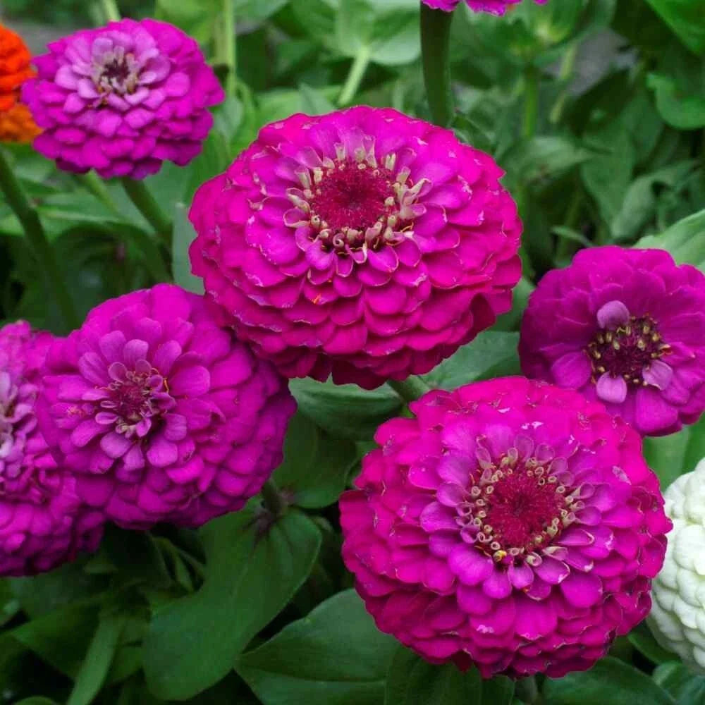 Zinnia Seeds - 100+ Lilliput Purple Flower Garden Seeds for Planting - Zinnia elegans