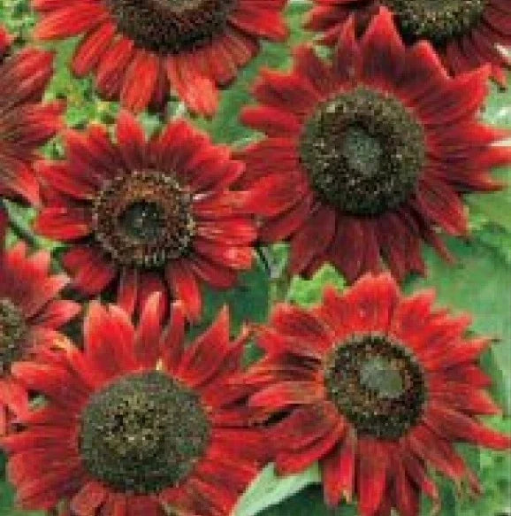 Velvet Queen Sunflower Seeds - Heirloom Helianthus annuus, 20 Fresh Seeds for Garden, Cut Flowers, Pollinator Attractant, Free USA Shipping