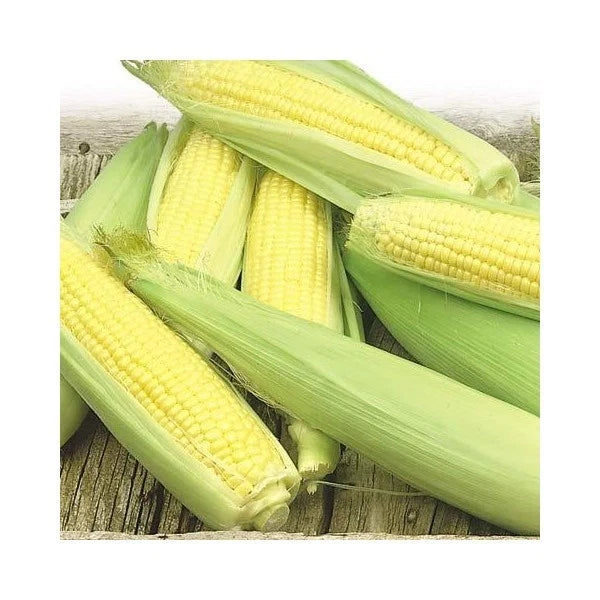 Sweet Corn Seeds - Golden Bantam, Super Sweet, Zea mays, Non-GMO, Open-Pollinated, Full Sun, Bountiful Harvest