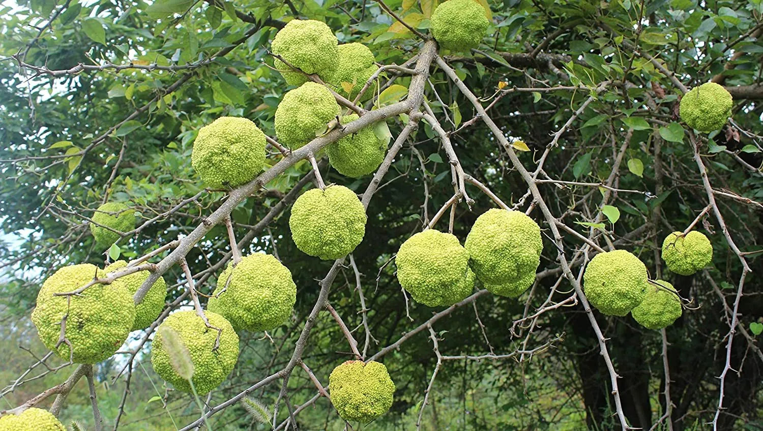 10 Hedge Apple Seeds - Osage Orange, Maclura Pomifera, Wildlife Attractant, Natural Fence, Hardy Tree Seeds