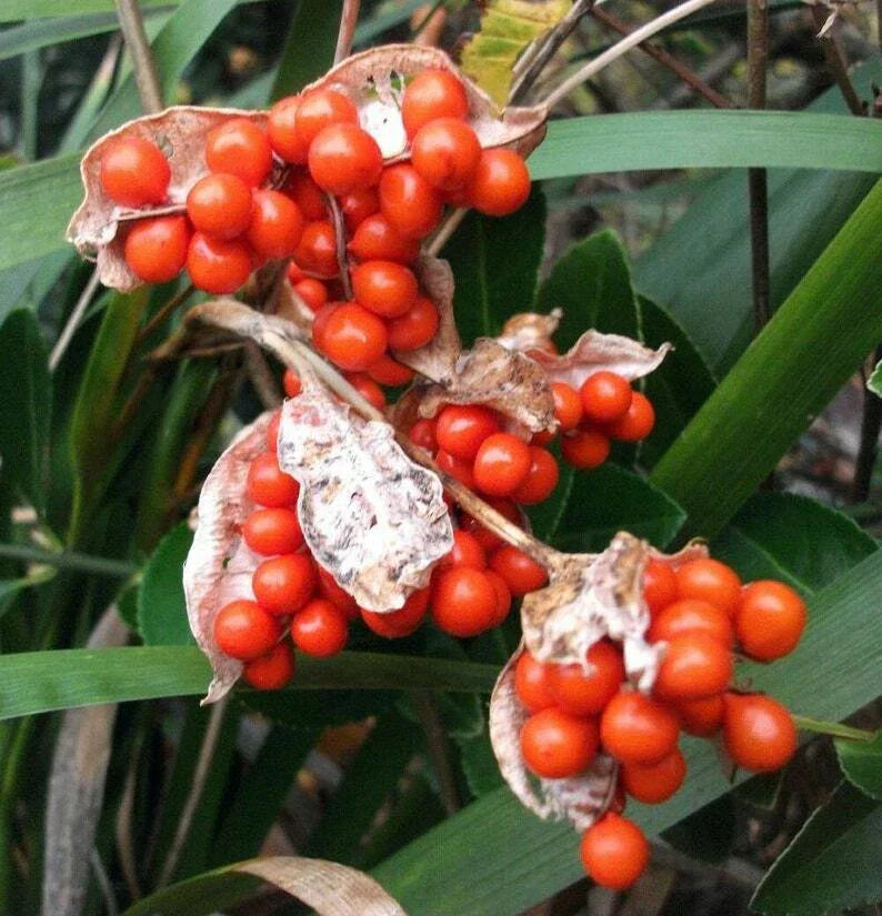 Iris foetidissima Citrina Bareroot Plant - Hardy Perennial with Yellow Variegated Leaves