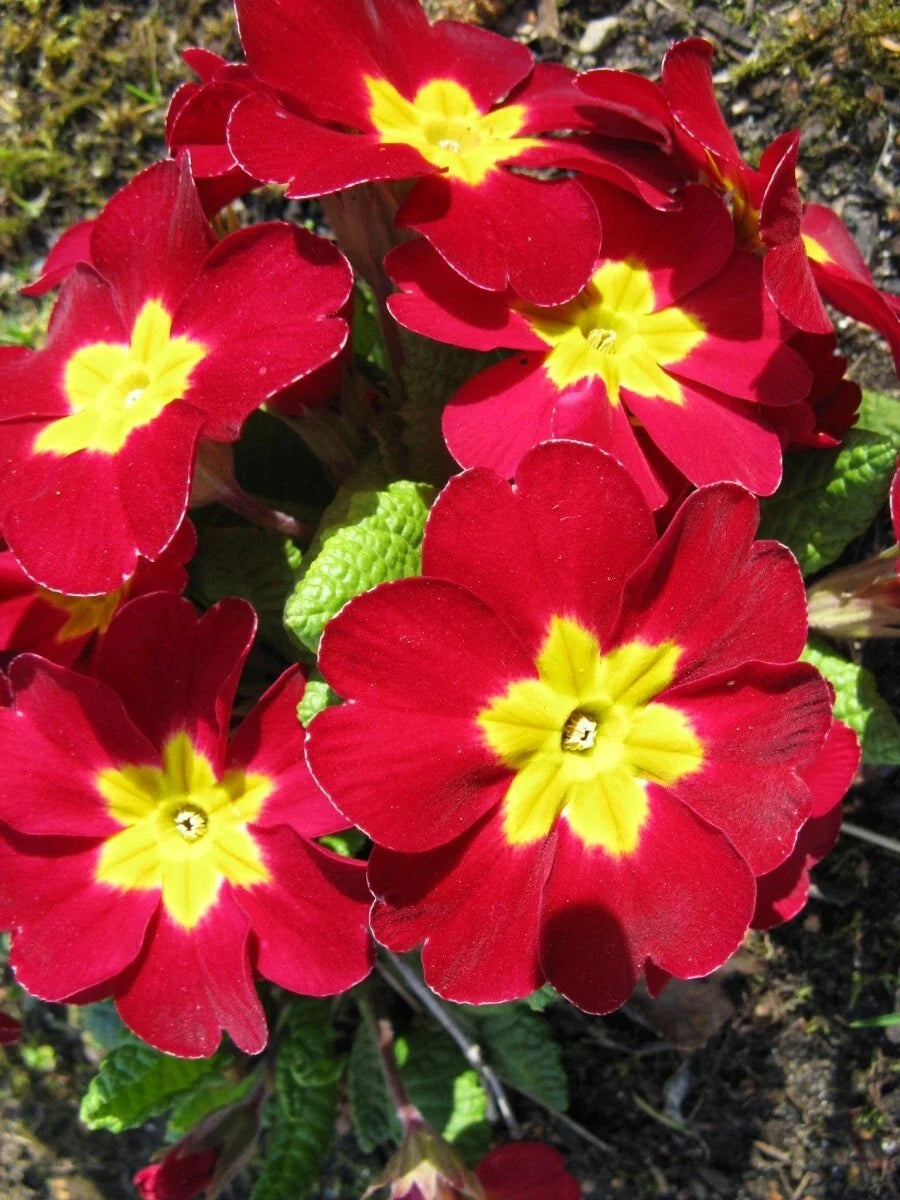 Primula Mala Seeds 500 Count - Red Flowering Garden Plant Seeds for Home Gardening - Primula mala
