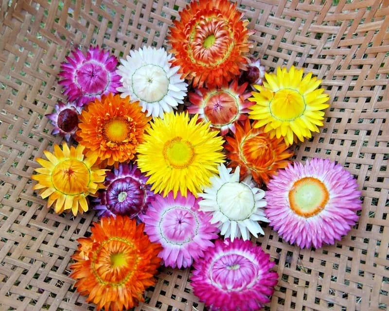 Dwarf Strawflower Seeds Mix | 401+ Helichrysum bracteatum Wildflower Seeds for Garden & Containers