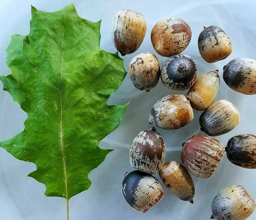 Eastern Black Oak Acorn Seeds - 12 Seeds Quercus velutina for Landscaping & Wildlife Habitat