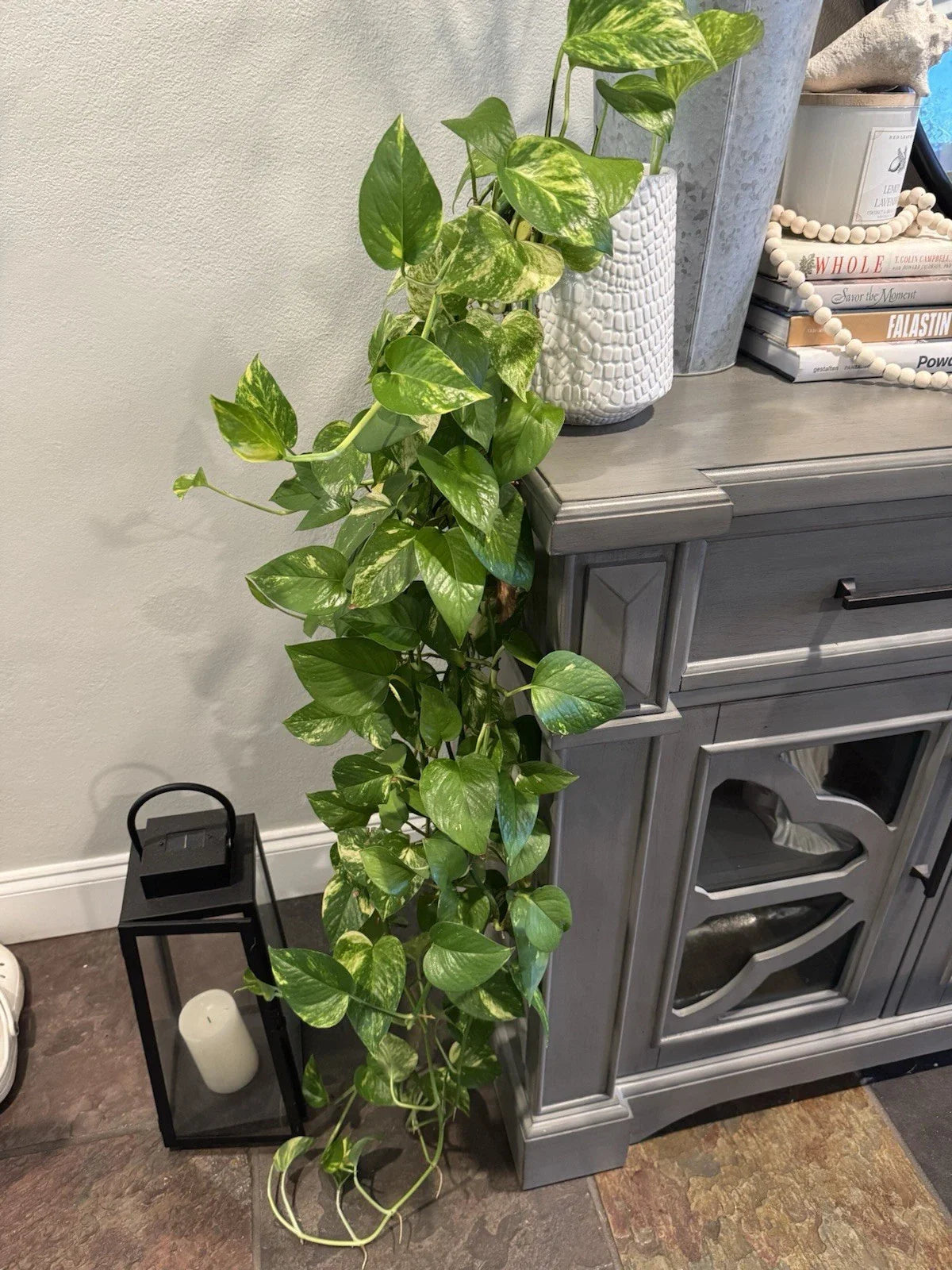 Golden Pothos Plant Rooted Cuttings 3-6 Inches, Epipremnum aureum, Indoor Outdoor Devil's Ivy, Trailing Vine