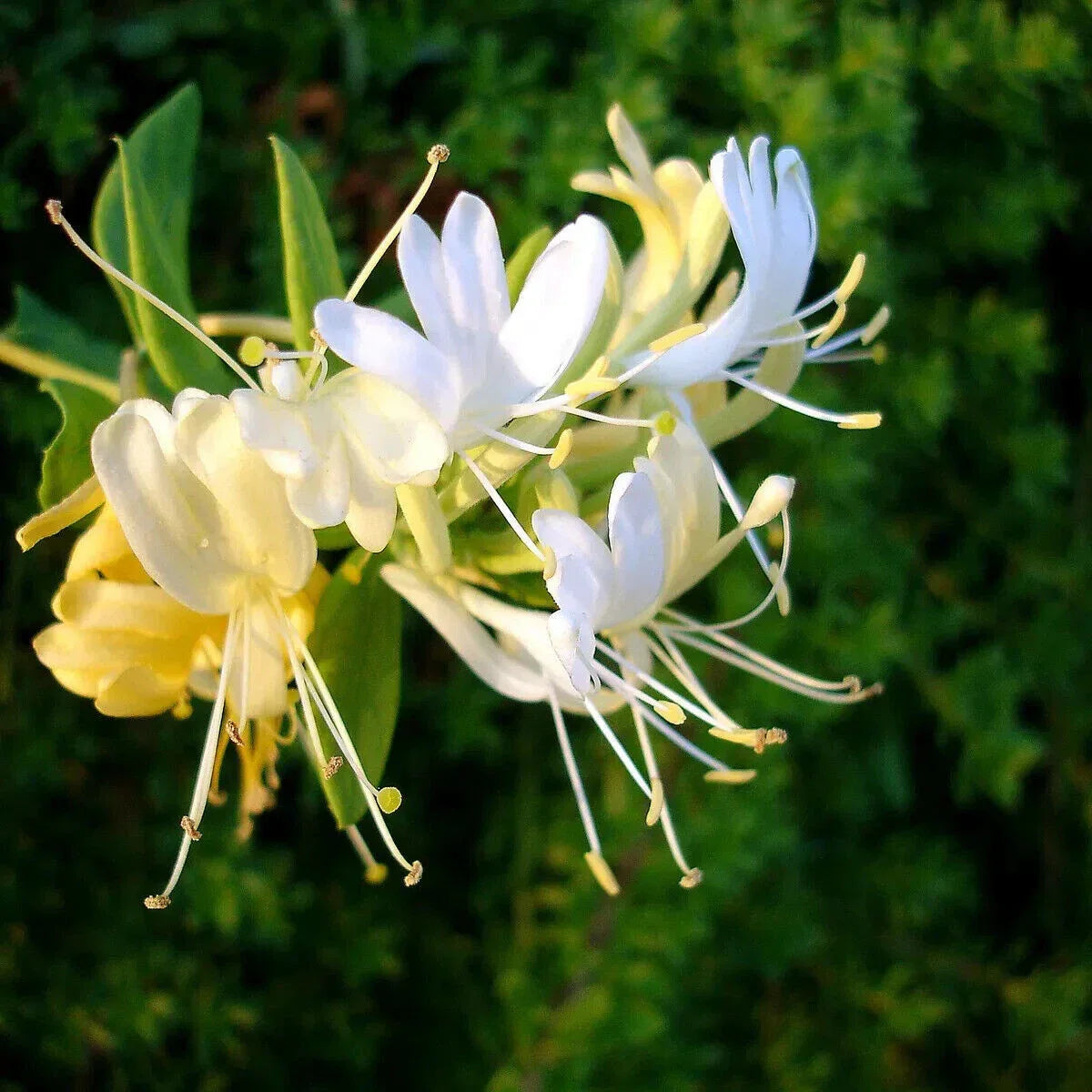 Well-Rooted Japanese Honeysuckle Starter Plant - Lonicera japonica Climbing Vine