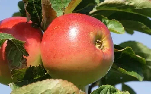 Winter Banana Apple Seeds - Fruit Tree Seeds for Garden Planting, Malus domestica, Sweet Banana Flavor, Non-GMO, USA Grown