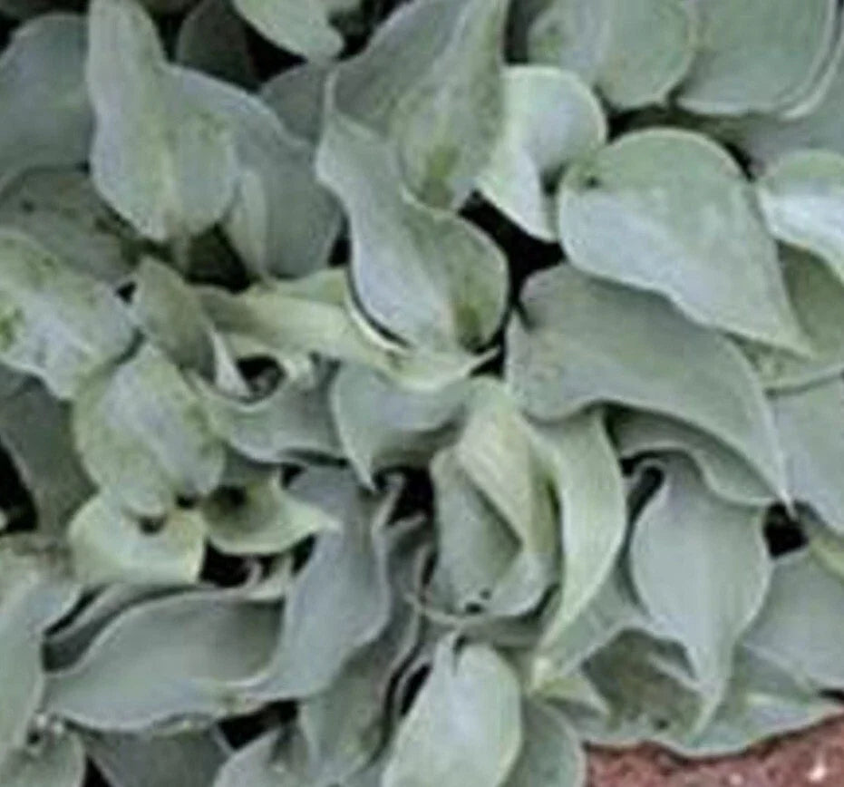 Bare Root Gemstone Hosta Plants - Medium Size, Blue & Green Foliage, Perennial, Hosta spp. for Shade Gardens