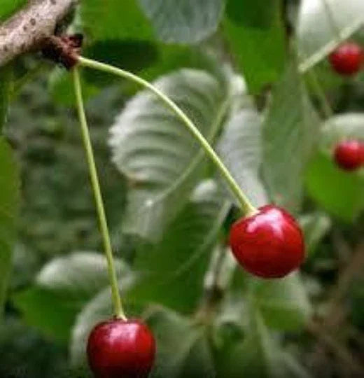 Black Cherry Tree Seeds - 10 Organic Prunus serotina Seeds for Sweet Fruit