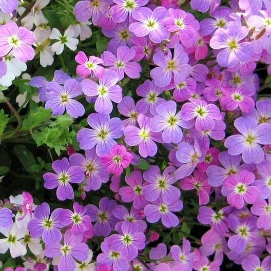 Virginia Stock Wildflower Seeds - 100 Count - Colorful Malcolmia maritima Seeds for Gardens & Cut Flowers