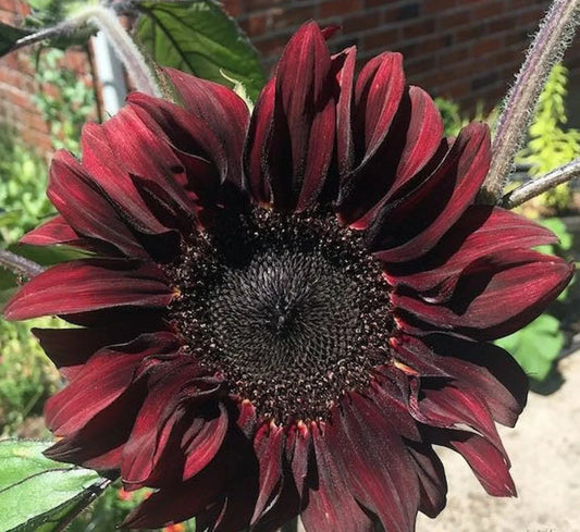Chocolate Cherry Sunflower Seeds Pack of 50 - Red Brown Flowers for Summer Garden - Helianthus annuus