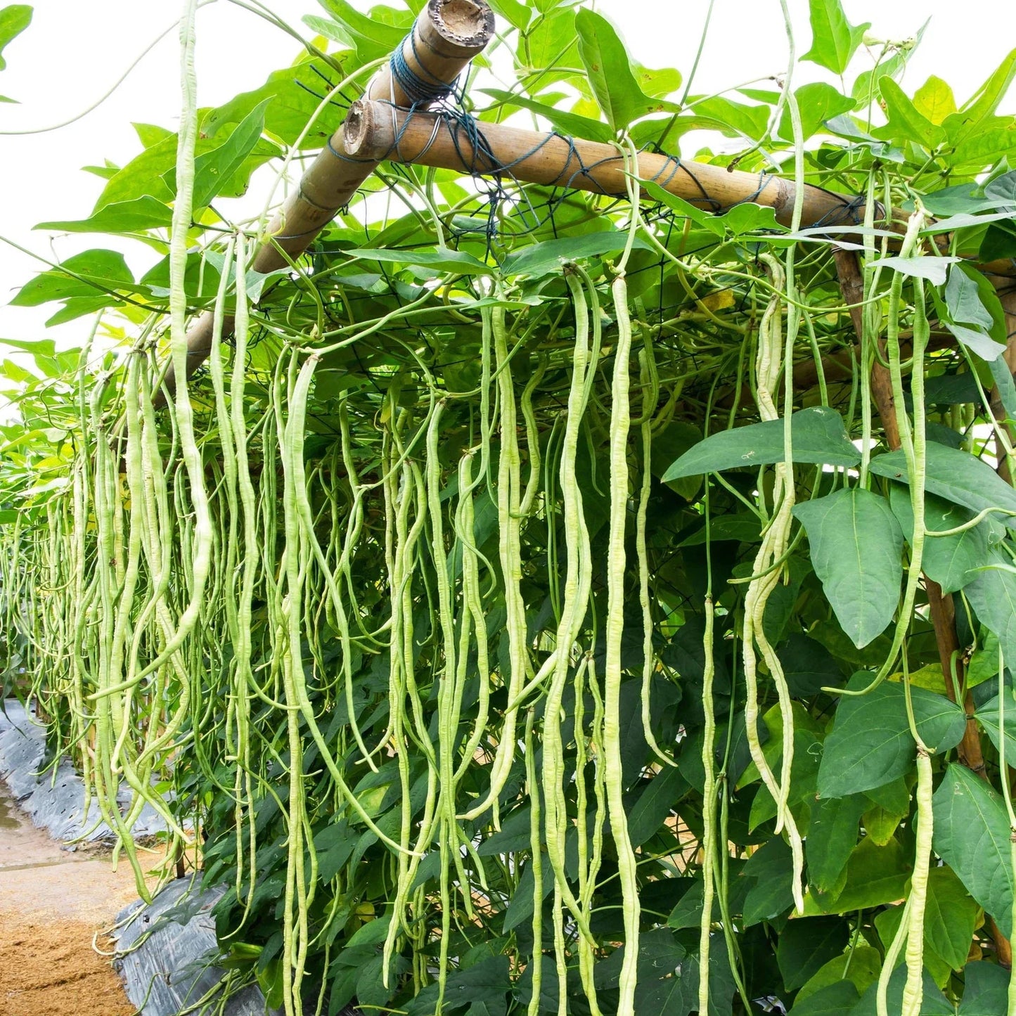 Cow Pea Seeds for Planting | Non-GMO Vigna unguiculata | 50+ Seeds for Garden, Soil Improvement, Cover Crop