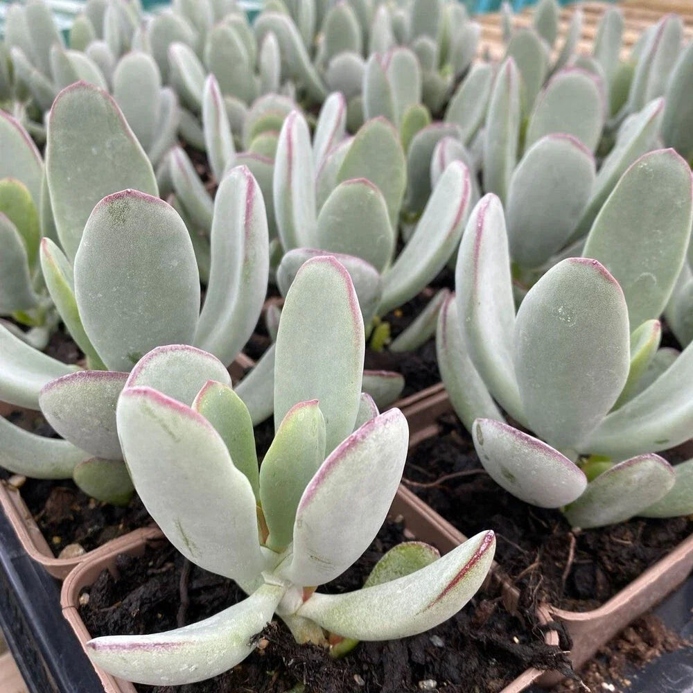 Cotyledon 'Silver Peak' Succulent Bare Root 4-Inch, Drought-Tolerant Indoor Plant, Rare Silver Foliage, Easy Care Succulent