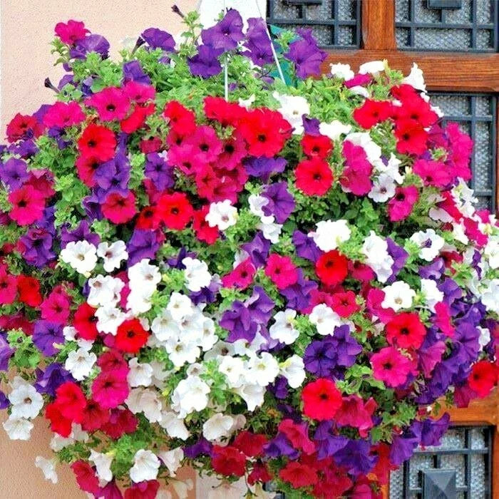 Dwarf Petunia Mix Flower Seeds – Petunia × hybrida – Container & Hanging Basket Garden Seeds