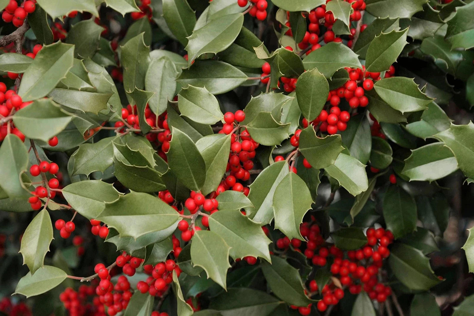 American Holly Seeds 30 Pack Ilex opaca Native Evergreen Shrub for Planting