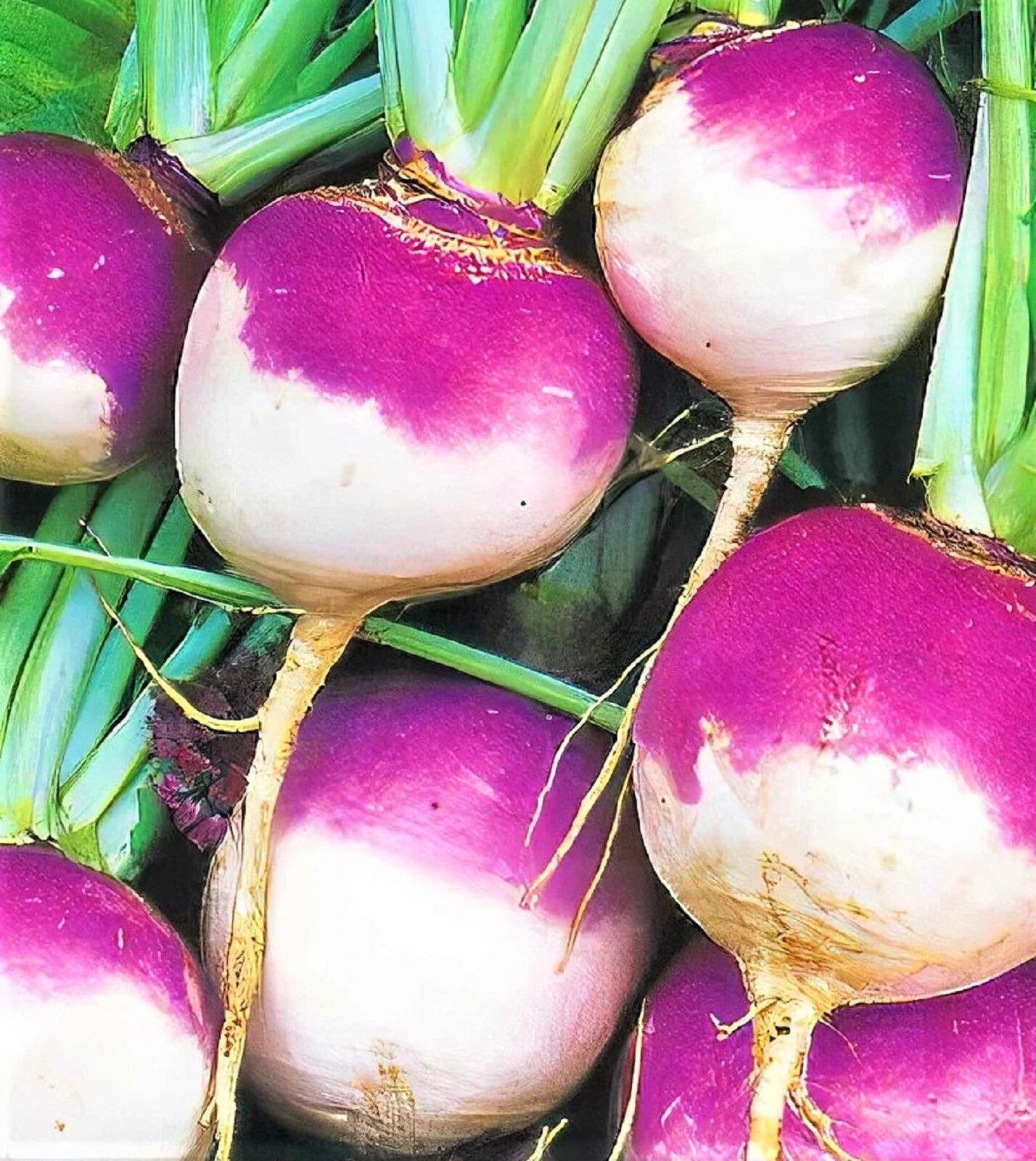Purple Top White Globe Turnip Seeds – Non-GMO Brassica rapa, 500+ Seeds for Home Gardening, Fall & Winter Harvest