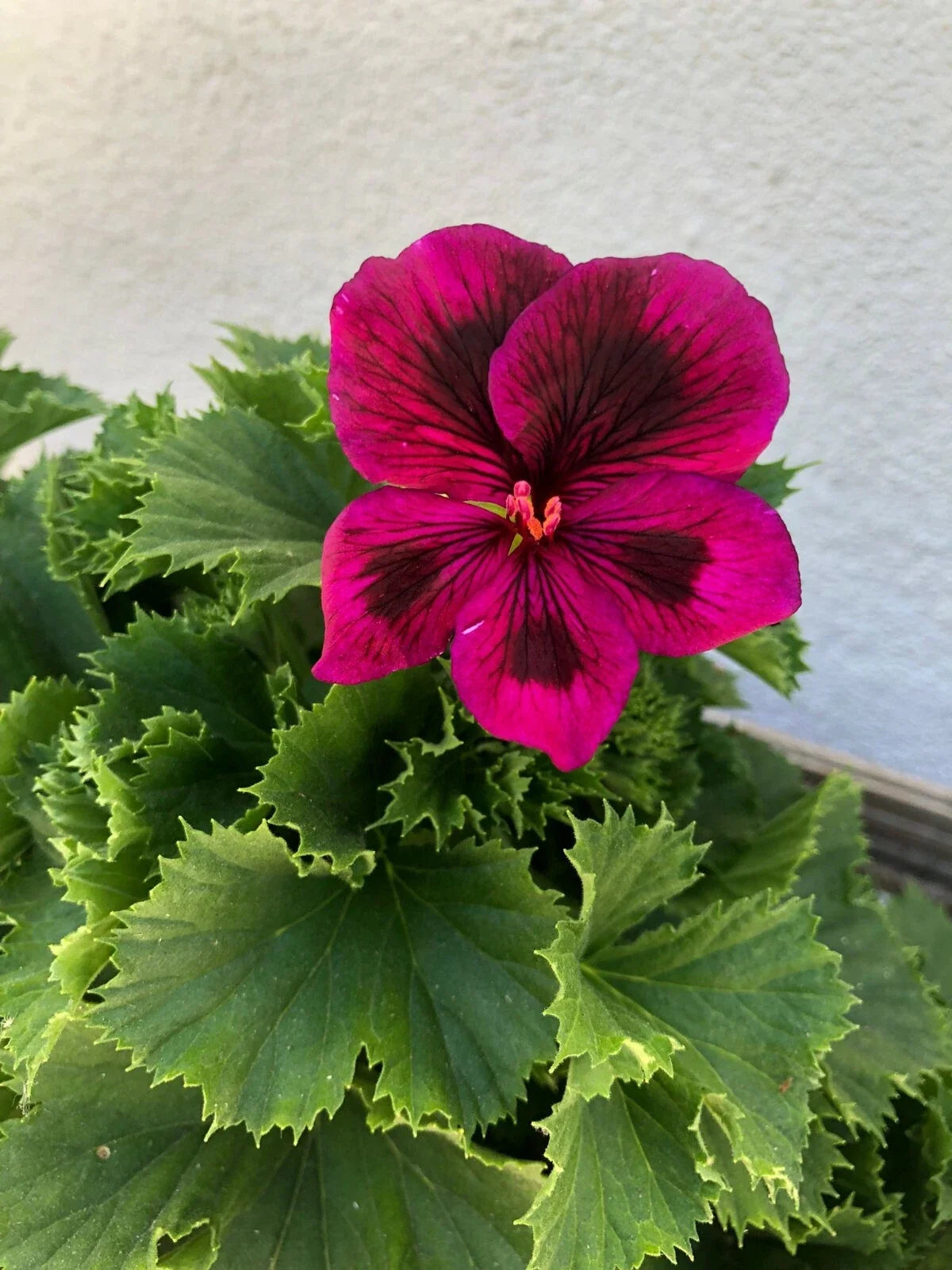 Purple Geranium Plant - 9-Inch Rooted Pelargonium for Indoor & Outdoor Gardens