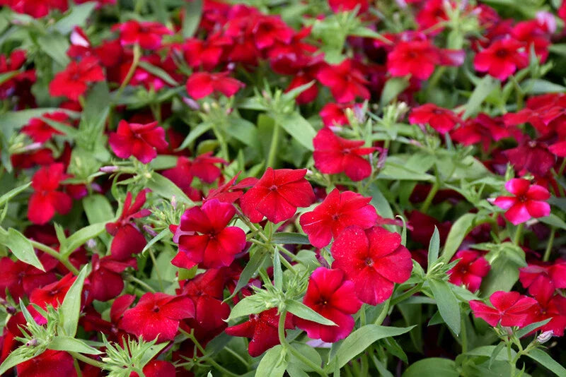 Phlox Seeds - 100+ Heirloom Red Drummondii - Fragrant Annual Flower Seeds