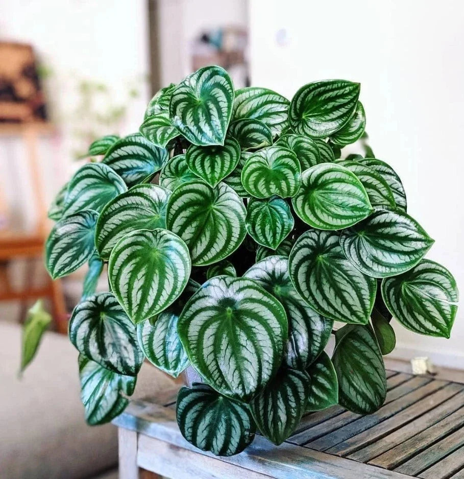 Watermelon Peperomia Starter Plant 4-7" Peperomia argyreia, Air Purifying, Compact, Green Foliage, Indoor Plant