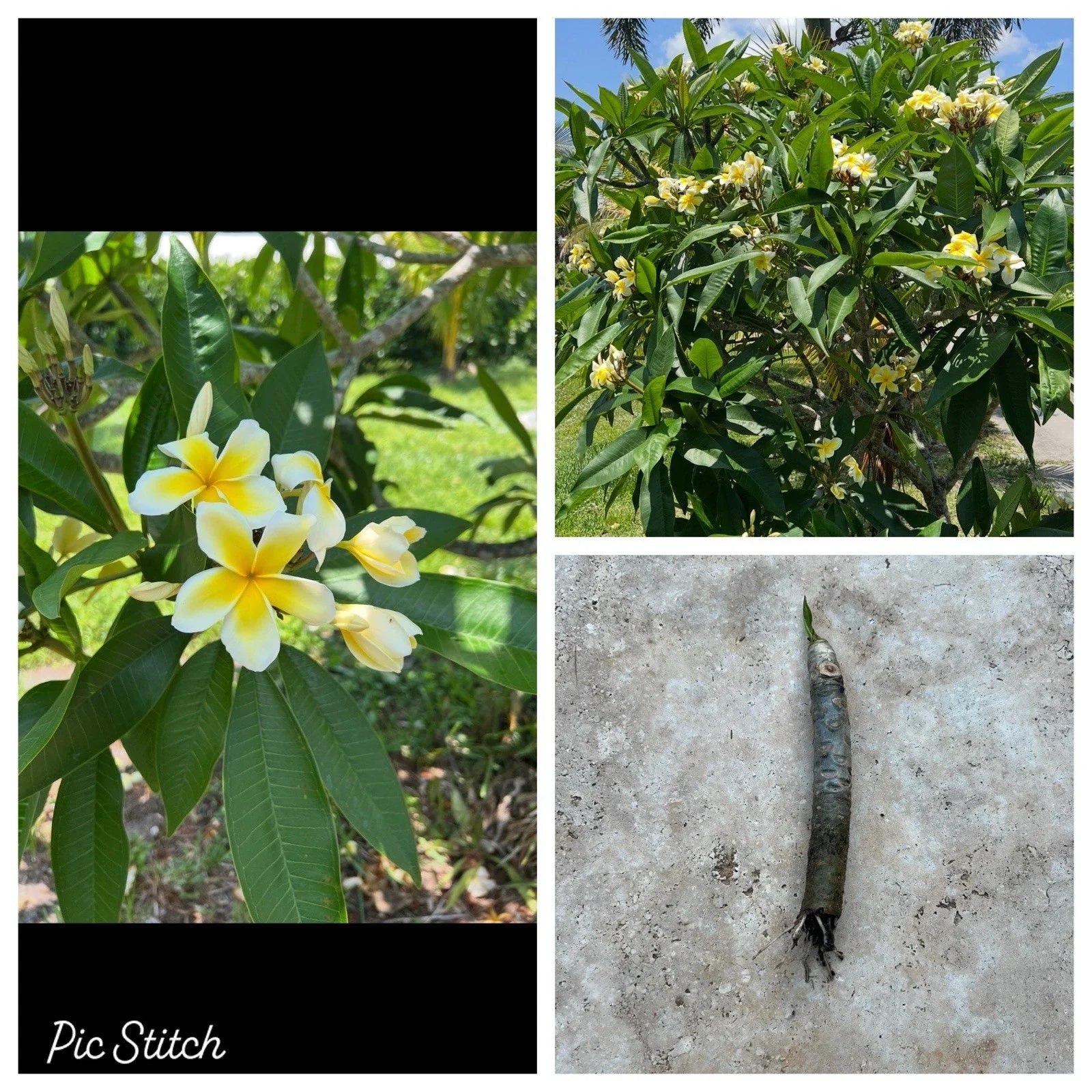 Plumeria Cutting - 6-10 Inches Rooted Bare Root - White and Yellow Frangipani - Tropical Garden Plant