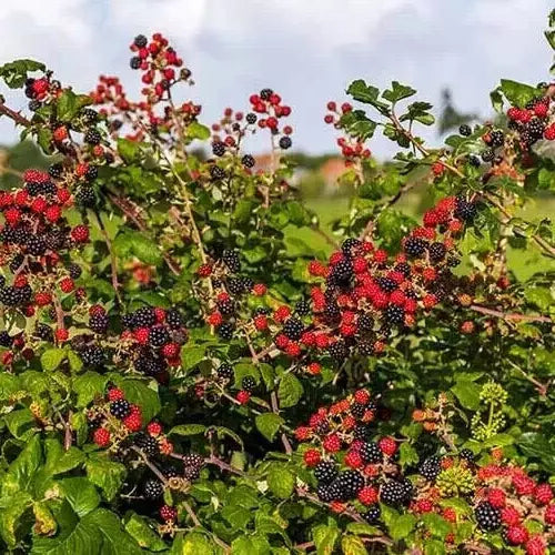 Blackberry Cuttings 6-8" Unrooted Organic Rubus fruticosus Wild Planting for Garden, Fruit & Bloom