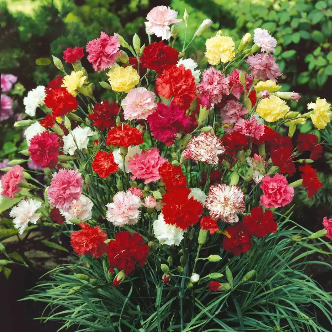 Carnations Starter Plants 4-Pack Grenadin Mix Fragrant Perennials Dianthus caryophyllus
