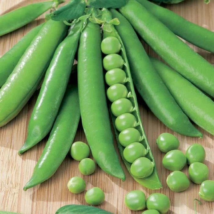 Green Arrow Pea Seeds | Heirloom Sweet Snap Peas | Pisum sativum | Climbing Vine, 100 Seeds