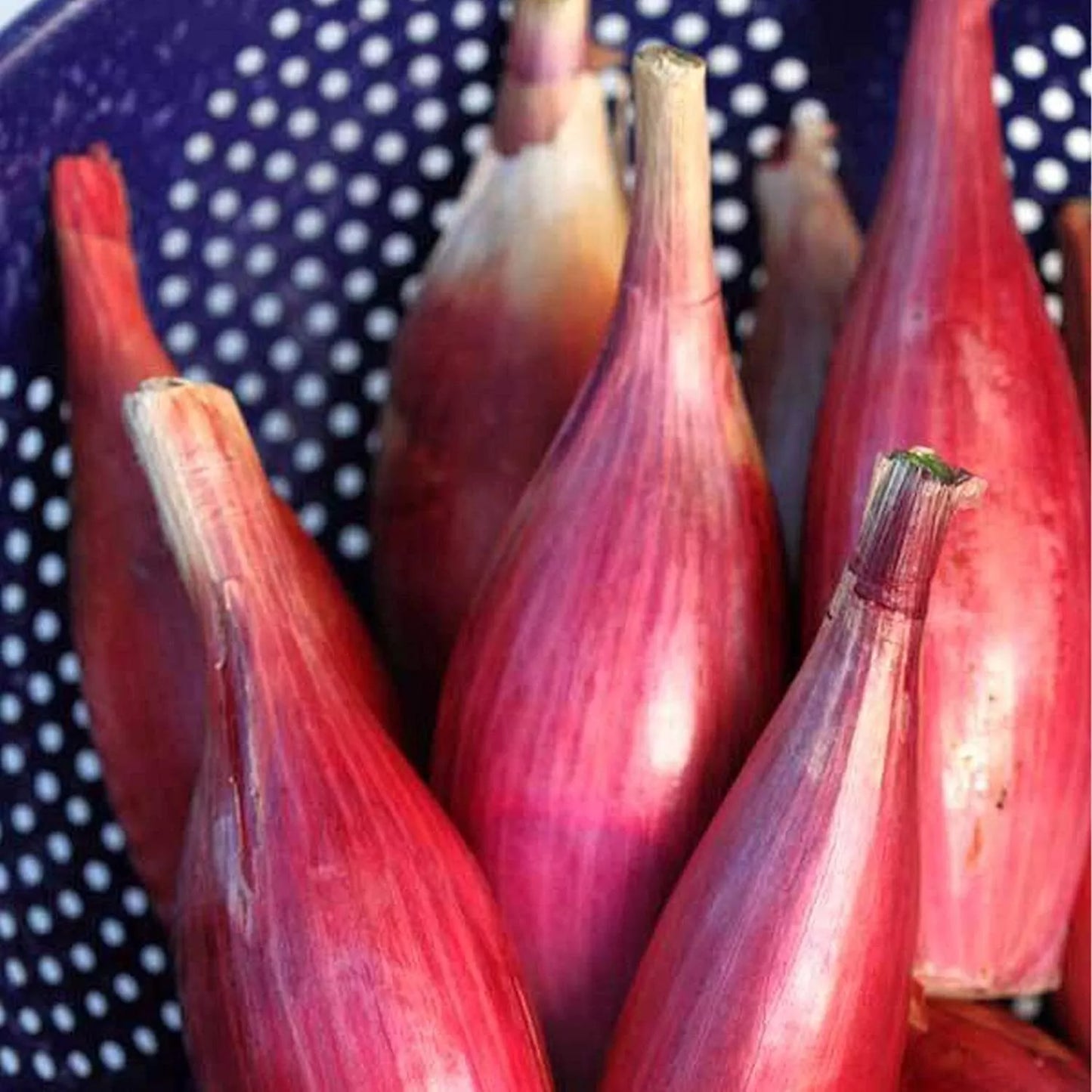 Italian Red Torpedo Onion Seeds - Rossa di Tropea NON-GMO Heirloom Variety