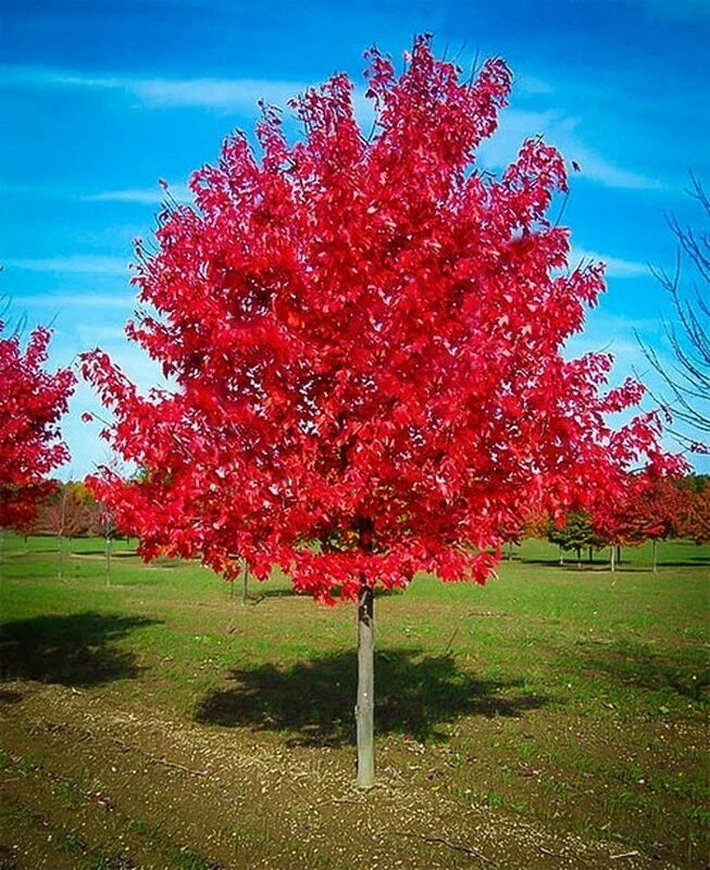 Red Maple Tree Live Plant 1-4 Years Old Well-Rooted Acer rubrum 4-40 Inches Tall for Landscaping