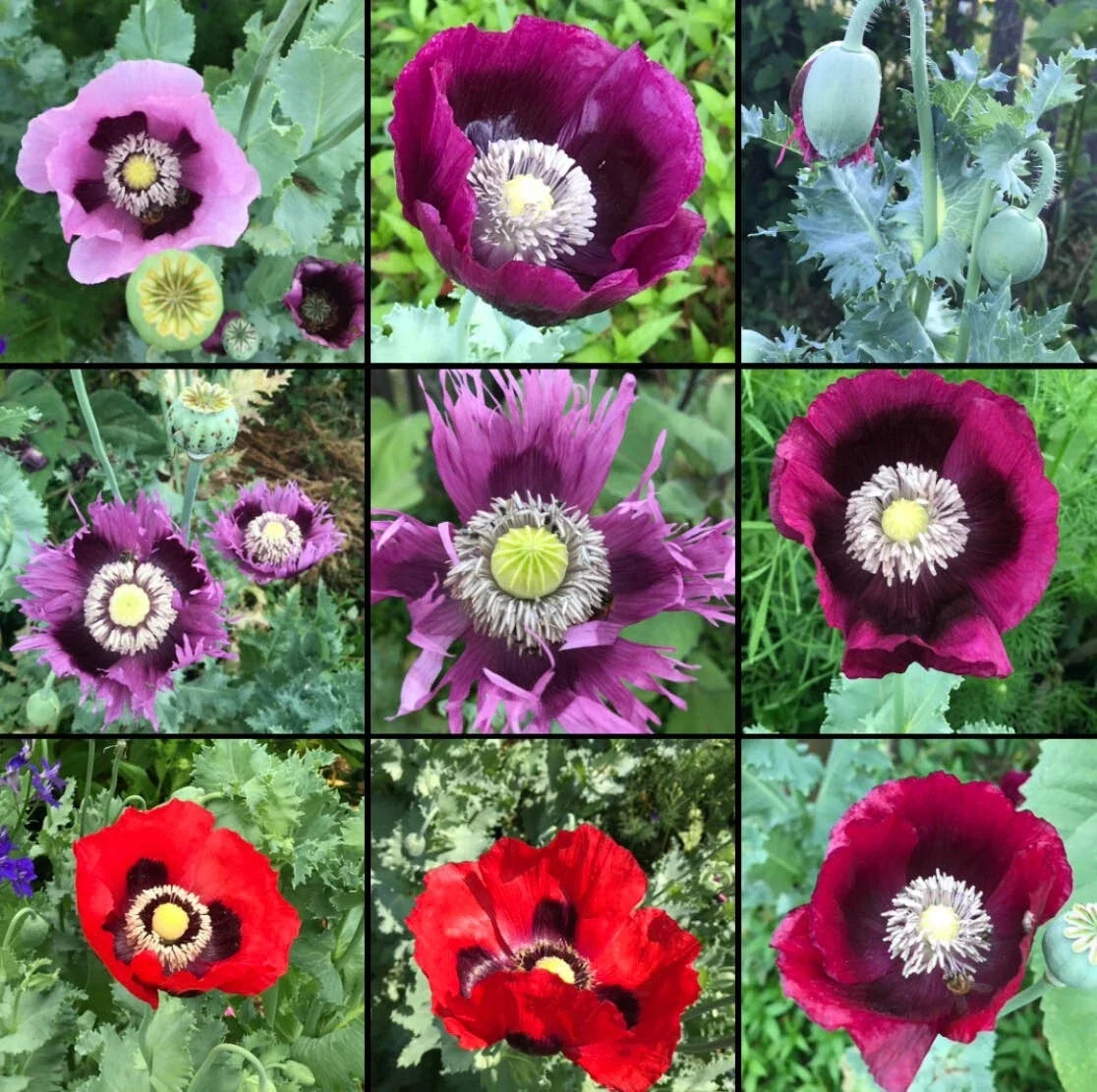 Non-GMO Poppy Seeds Mix 1000 Seeds for Baking & Garden, Colorful Papaver somniferum, Edible Pods, Flower Bed, Pollinator Attractant